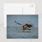 Tauchen mit Bald für einen Fisch Postkarte (Vorne/Hinten)