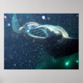 Tauchen mit den Manta Rays - Die große Insel Poster (Vorne)