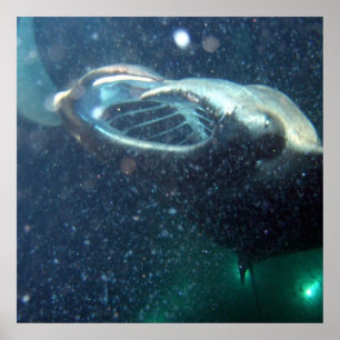 Tauchen mit den Manta Rays - Die große Insel Poster