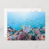 Tauchen mit farbenfrohen Riffen und Korallen Postkarte (Vorne/Hinten)