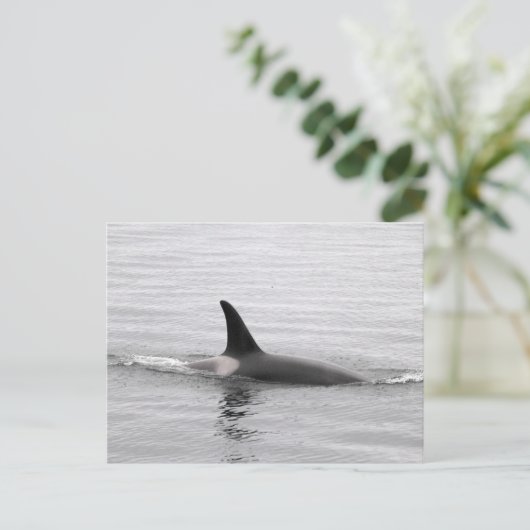 Tauchen Orca Postkarte (Stehend Vorderseite)