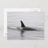 Tauchen Orca Postkarte (Vorne/Hinten)