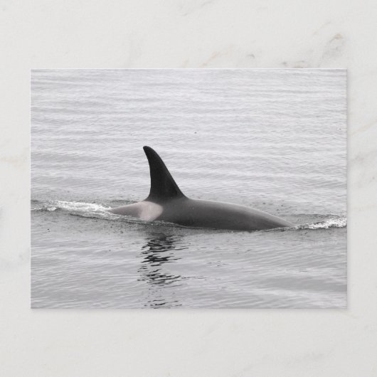 Tauchen Orca Postkarte (Vorderseite)