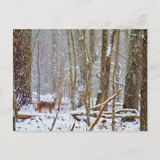 Tauchen Sie ein in den Schnee, Hirsch im Arrowhad- Postkarte (Vorderseite)