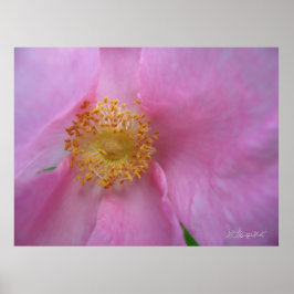 Tauchen Sie ein in die Blume Zone! Poster