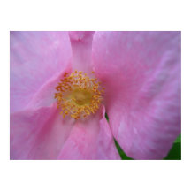 Tauchen Sie ein in die Blume Zone!