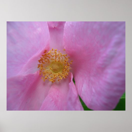 Tauchen Sie ein in die Blume Zone! Poster (Vorne)