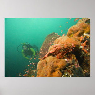 Taucher & Skorpionfisch Scorpanopsis Poster