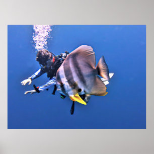 Taucher und Batfish Poster