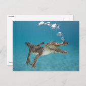 Tauchkrokodil Postkarte (Vorne/Hinten)