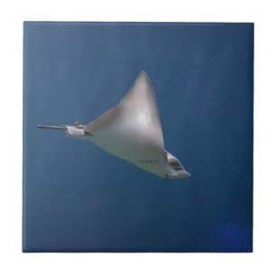 TauchStingray Fliese