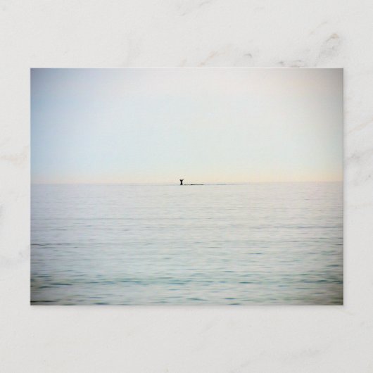 Tauchwal Postkarte (Vorderseite)