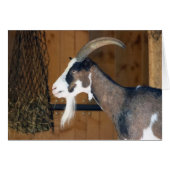 Tauernschecken-Ziege (Vorderseite (Horizontal))