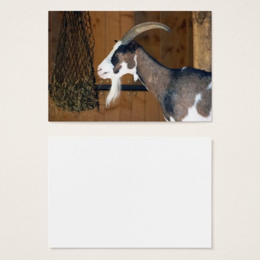 Tauernschecken-Ziege (Vorne & Hinten)