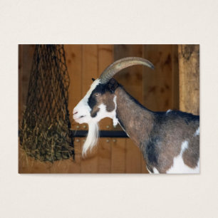 Tauernschecken-Ziege