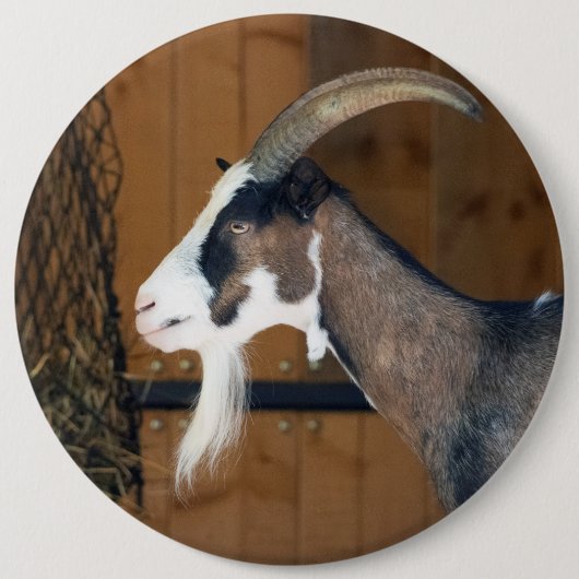 Tauernschecken-Ziege Button (Vorderseite)