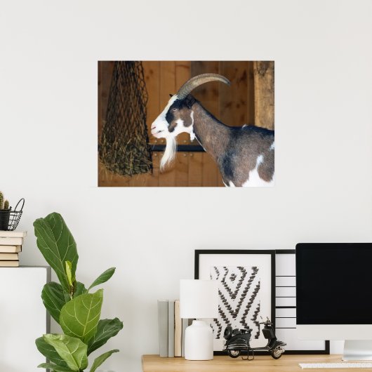 Tauernschecken-Ziege Poster (Heimbüro)