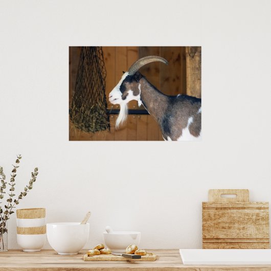 Tauernschecken-Ziege Poster (Küche)