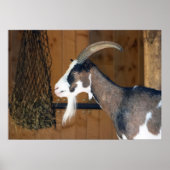 Tauernschecken-Ziege Poster (Vorne)