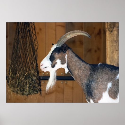 Tauernschecken-Ziege Poster (Vorne)