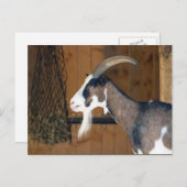 Tauernschecken-Ziege Postkarte (Vorne/Hinten)