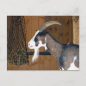 Tauernschecken-Ziege Postkarte (Vorderseite)