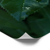 Taufperlen an Rose Poster (Ecke)