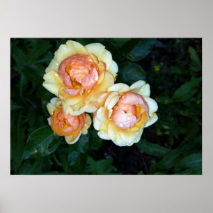 Taufperlen an Rose Poster