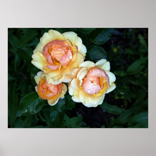 Taufperlen an Rose Poster (Vorne)