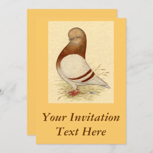 Taumeltaube:  LFCL Mealy Einladung (Vorne/Hinten)