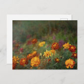 Täumerische Ringelblumen-Fine-Art-Foto Postkarte (Vorne/Hinten)