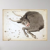 Taurus Astrologisch Zeichnend Poster (Vorne)