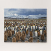 Tausende King-Pinguine auf der Insel South Georgia Puzzle (Horizontal)