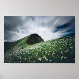 Tausende von Narzissen auf Golica, Slowenien Poster