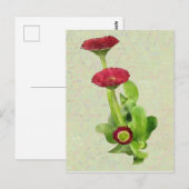 Tausendschön Postkarte (Vorne/Hinten)