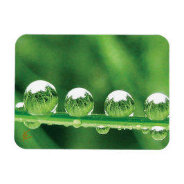 Tautropfen auf grünem Gras Elegante Natur Magnet