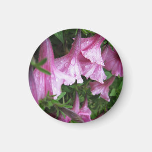 Tautropfen auf rosa Blüten Magnet