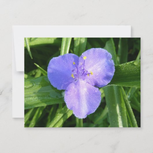 Tautropfen-Trillium-Frühlingswildblume (Vorderseite)