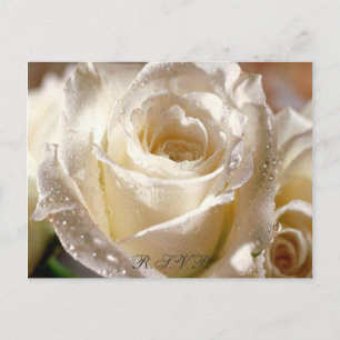 Tautropfenweiße Rose auf einer Antwortpostkarte Einladungspostkarte