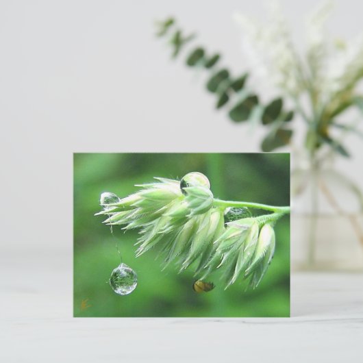 Tauw Drop Rope Swing Playful Nature Postkarte (Stehend Vorderseite)