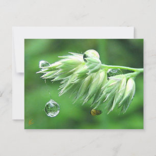Tauw Drop Rope Swing Playful Nature Postkarte