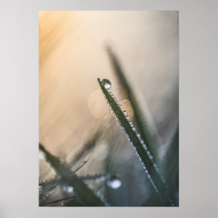 Tauw Droplet auf Gras Blumenwiesen Foto Poster