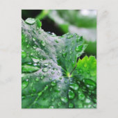 Tauwassertropfen Postkarte (Vorderseite)