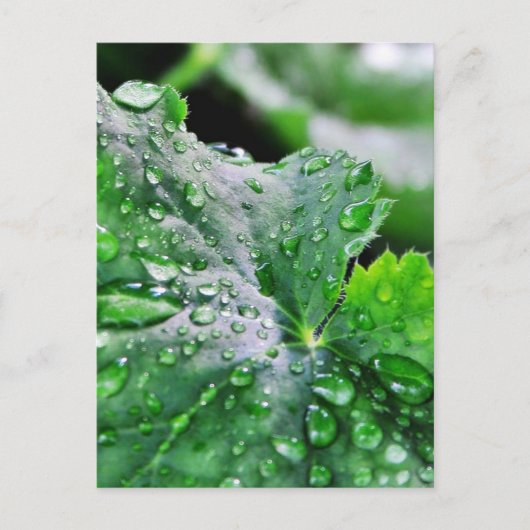 Tauwassertropfen Postkarte (Vorderseite)