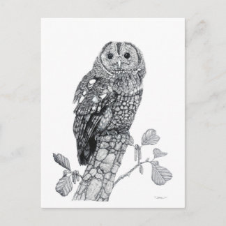 Tawna Owl - leere Postkarte