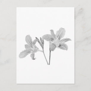 Tawny Day Lilly Digital Zeichnend Postkarte