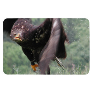 Tawny Eagle Magnet