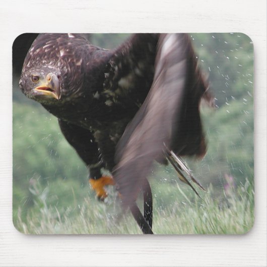 Tawny Eagle Mousepad (Vorne)