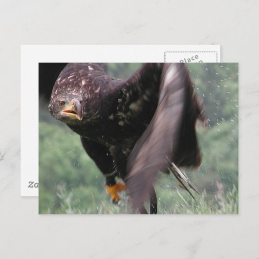 Tawny Eagle Postkarte (Vorne/Hinten)