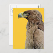 Tawny Eagle Postkarte (Vorne/Hinten)